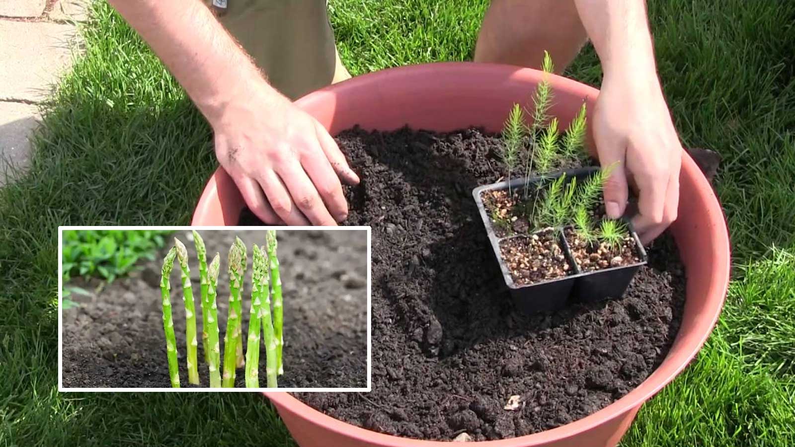 Πώς να Καλλιεργήσετε Σπαράγγια σε Δοχεία στο Σπίτι