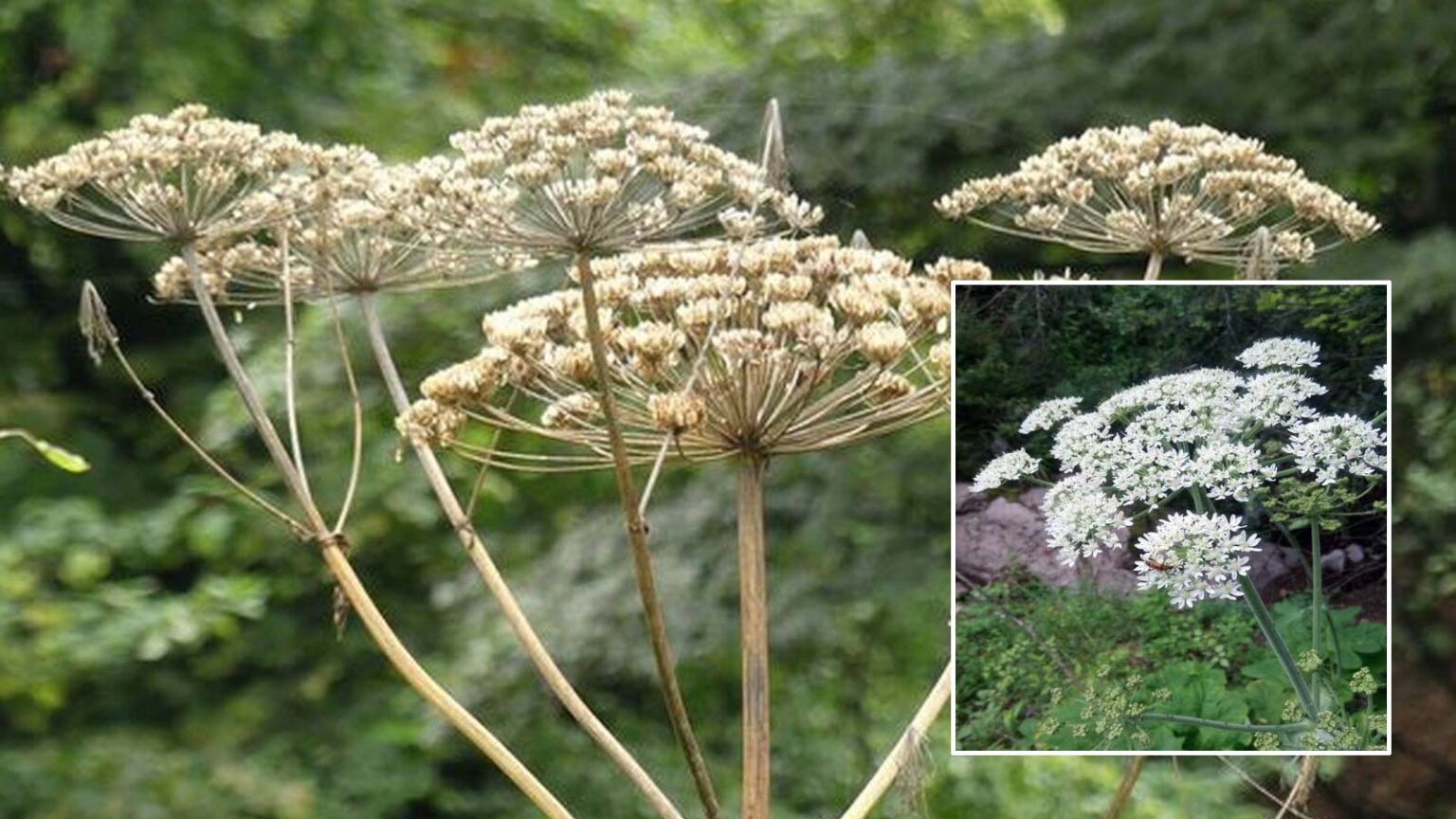 Αυτό είναι το πιο τοξικό φυτό και καλύτερα να μην το αγγίξεις - Προκαλεί από εγκαύματα μέχρι τύφλωση