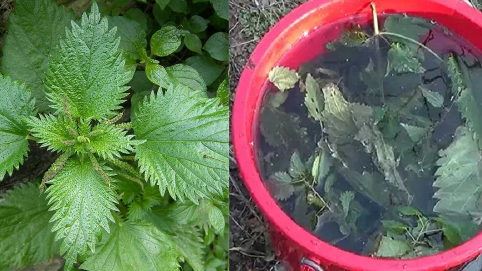 Εκχύλισμα Τσουκνίδας: Το Καλύτερο Λίπασμα και Απωθητικό Παρασίτων