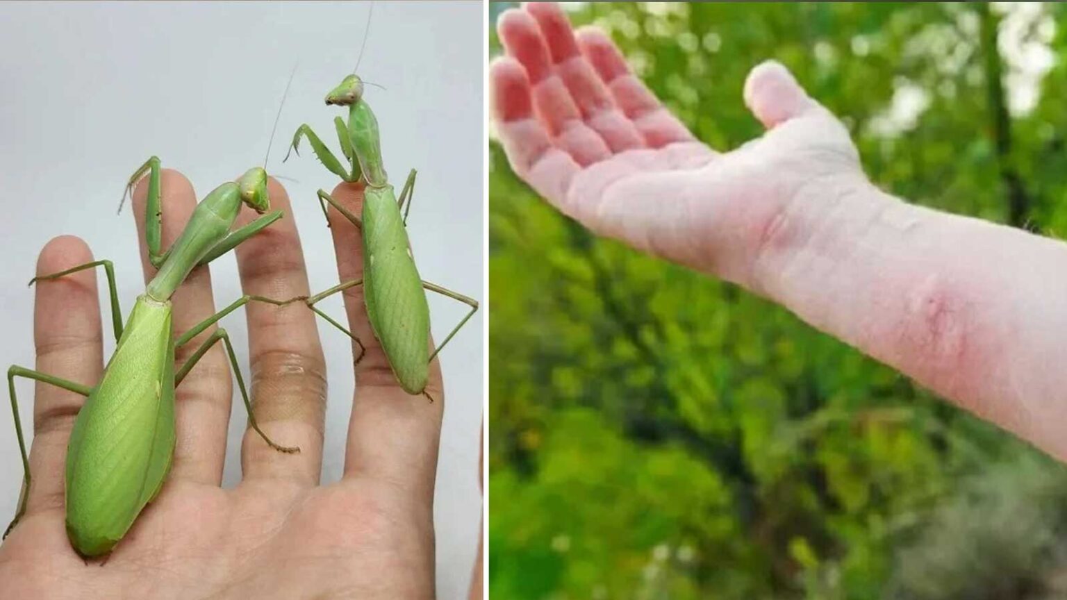 Δαγκώνει το Αλογάκι της Παναγίας;