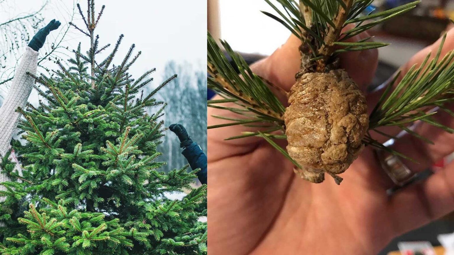 Αυγά Μάντη: Εάν Βρείτε Αυτές τις Μπάλες Μεγέθους Καρυδιού Στο Χριστουγεννιάτικο Έλατο Πετάξτε το Αμέσως