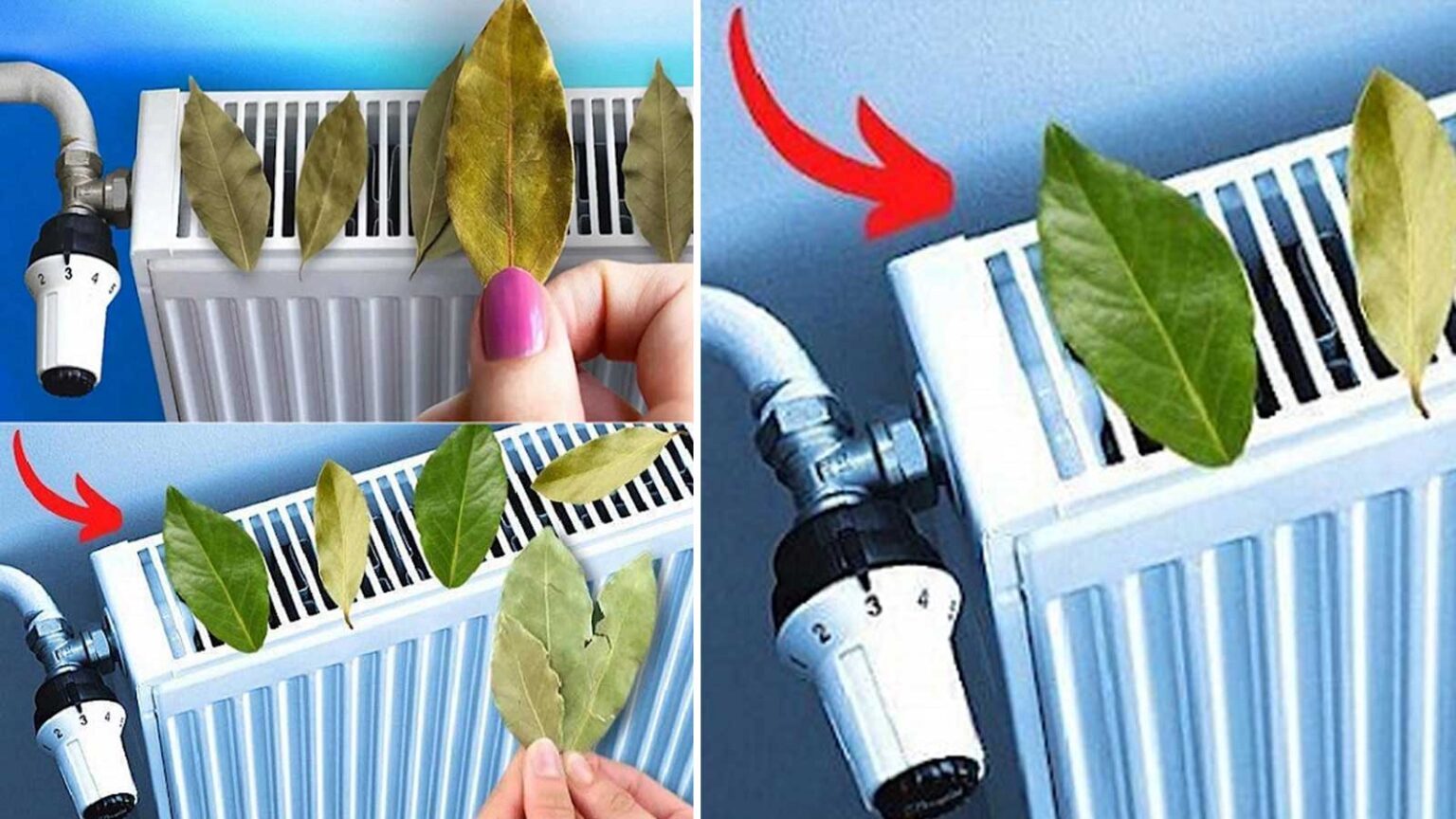 Γιατί Πρέπει να Βαζετε Πάντα Φύλλα Δάφνης στο Καλοριφέρ σας