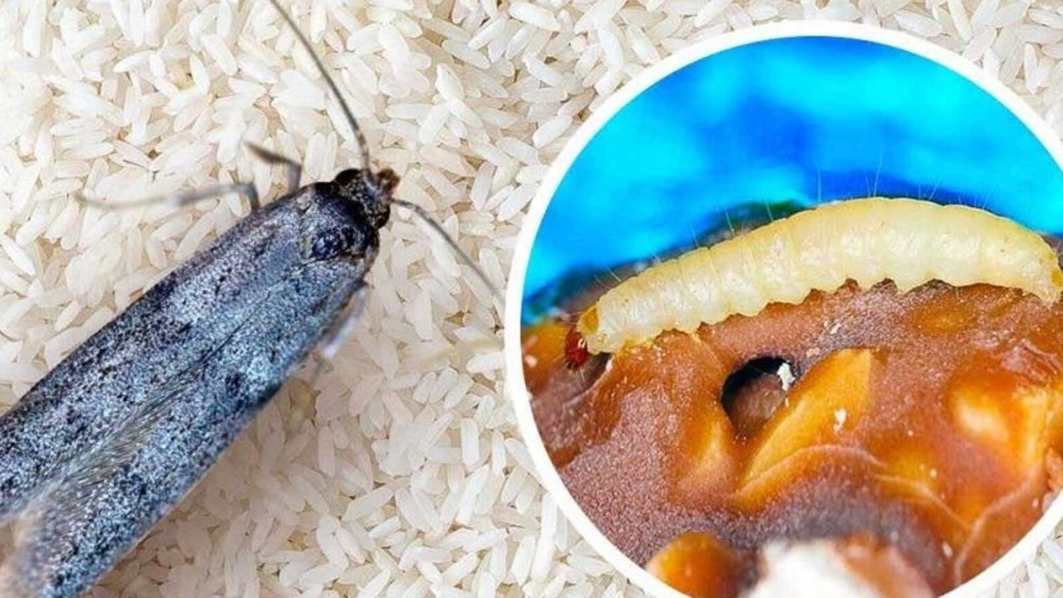 Το Κόλπο για να Διώξετε τους Σκόρους Τροφίμων από τα Ντουλάπια της Κουζίνας