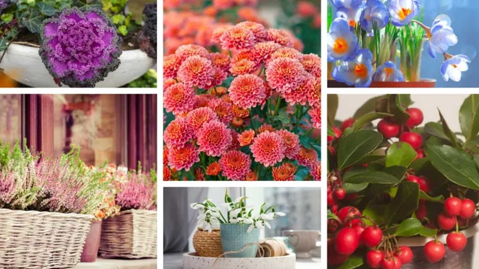 Είστε παθιασμένοι με τα λουλούδια; Στη συνέχεια, θα πρέπει να εξετάσετε τη διακόσμηση του σπιτιού σας και για το το χειμώνα με όμορφα φυτά.