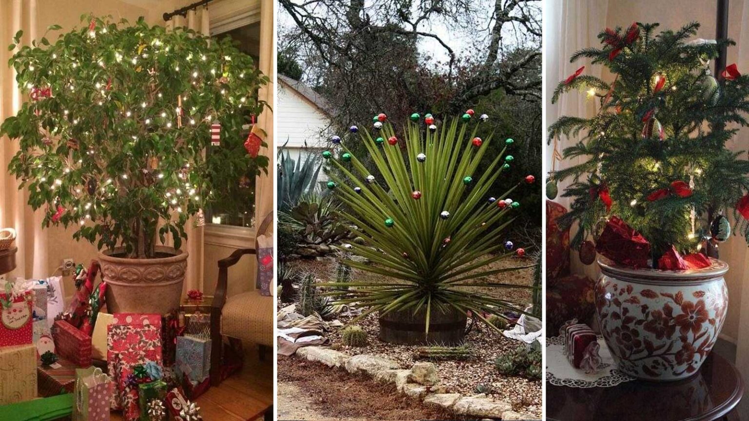 15 Φυτά Εσωτερικού Χώρου ως Χριστουγεννιάτικα Δέντρα - Κάνε το Φυτό σου Δέντρο!