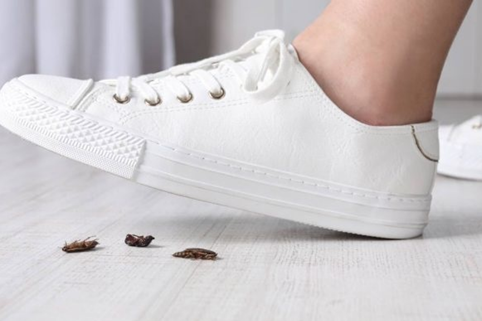 Κατσαρίδες στο Σπίτι: Γιατί Είναι Λάθος να τις Πατάτε