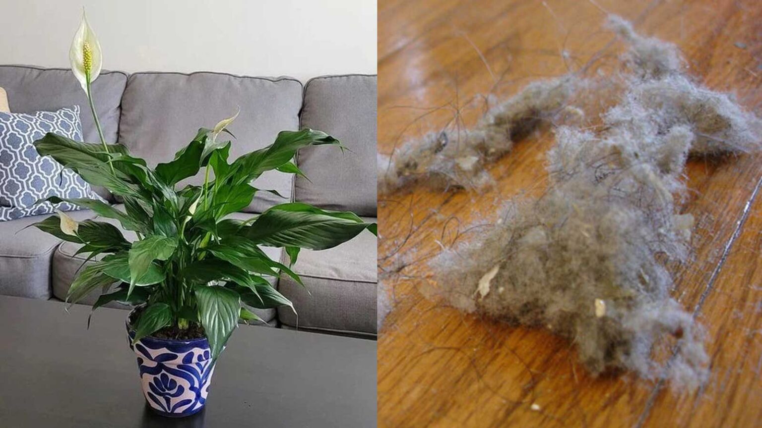 φυτά εσωτερικού χώρου,σκόνη,αιωρούμενα σωματίδια,συμβουλές για το σπίτι,χρήσιμα,