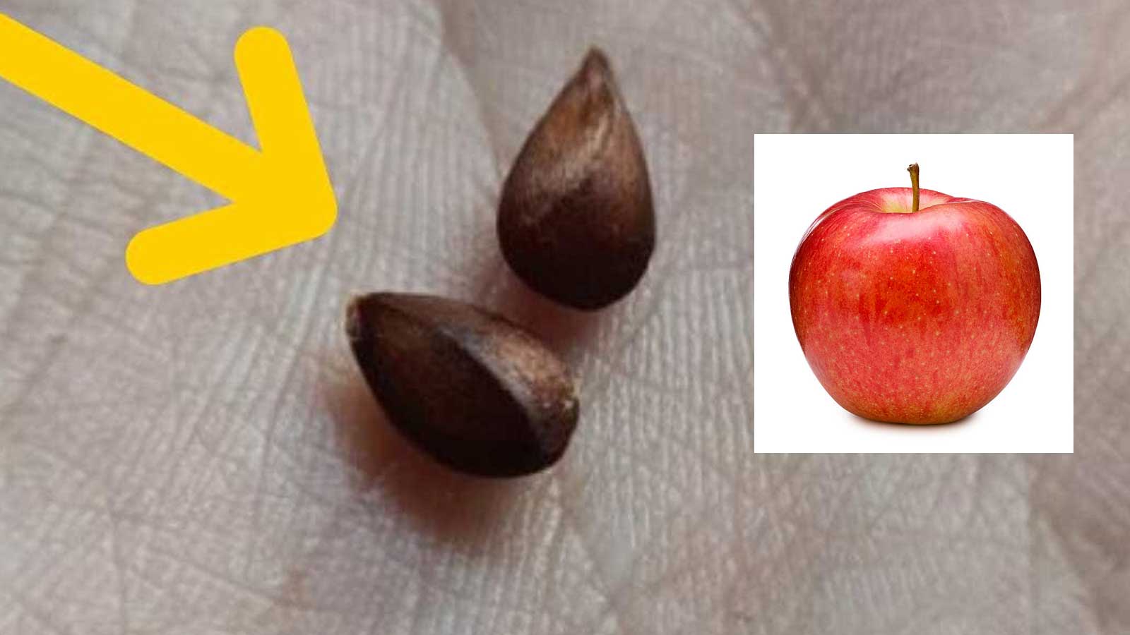 Οι Σπόροι Του Μήλου Δεν Πρέπει Ποτέ να Τρώγονται: Είναι Δηλητηριώδεις