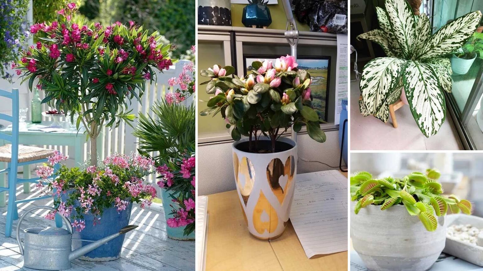 10 Φυτά που Δεν Πρέπει Ποτέ να Έχετε σε Εσωτερικούς Χώρους λόγω τοξικότητας -Πικροδάφνη, Αζαλέα, Αγκάθι του Χριστού κ.α