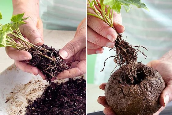 kokedama,φυτά χωρίς γλάστρες,συμβουλές κηπουρικής