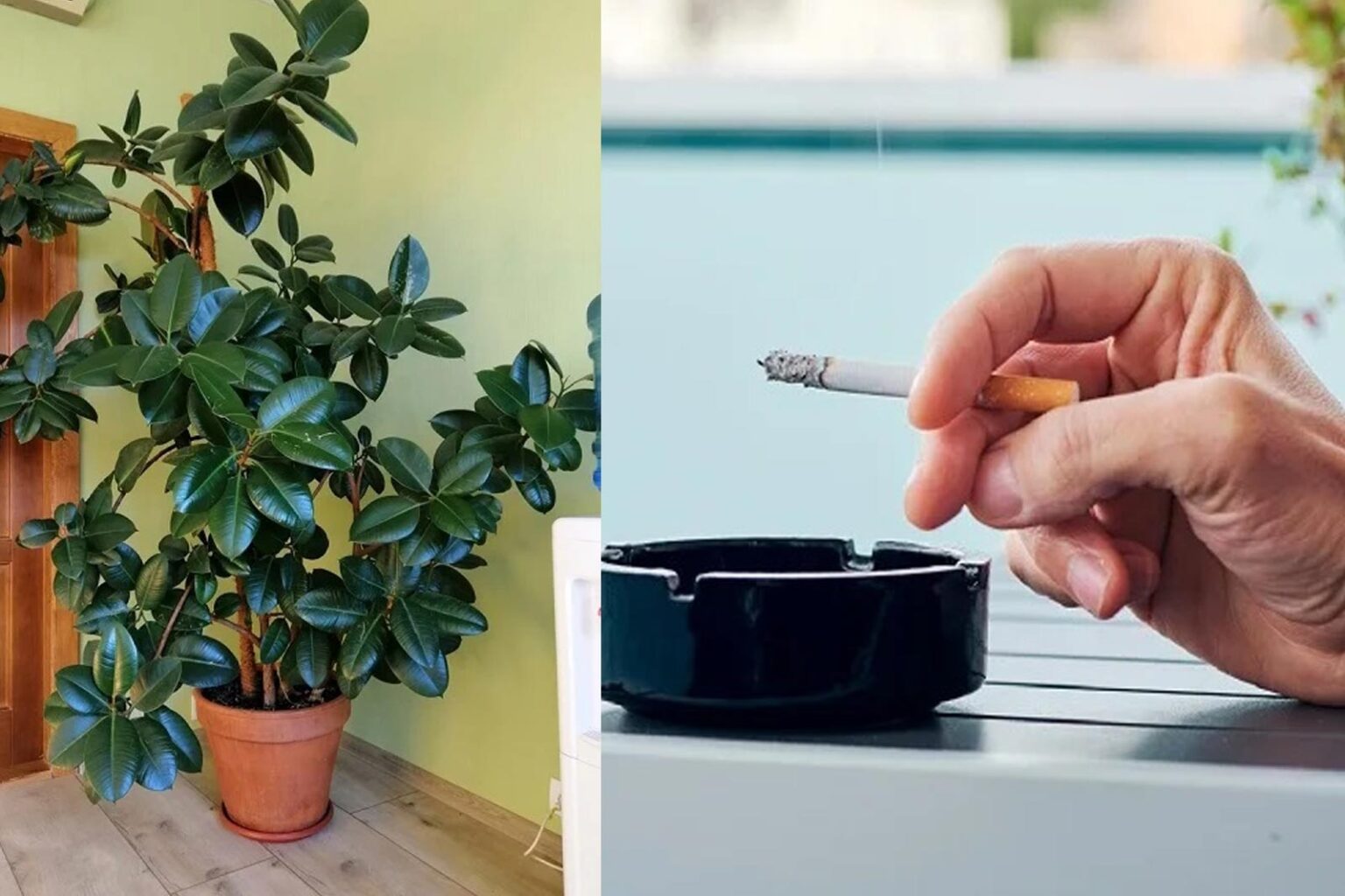 5 Φυτά Εσωτερικού Χώρου Απαραίτητα για τους Καπνιστές - Φιλτράρουν και καθαρίζουν τον αέρα