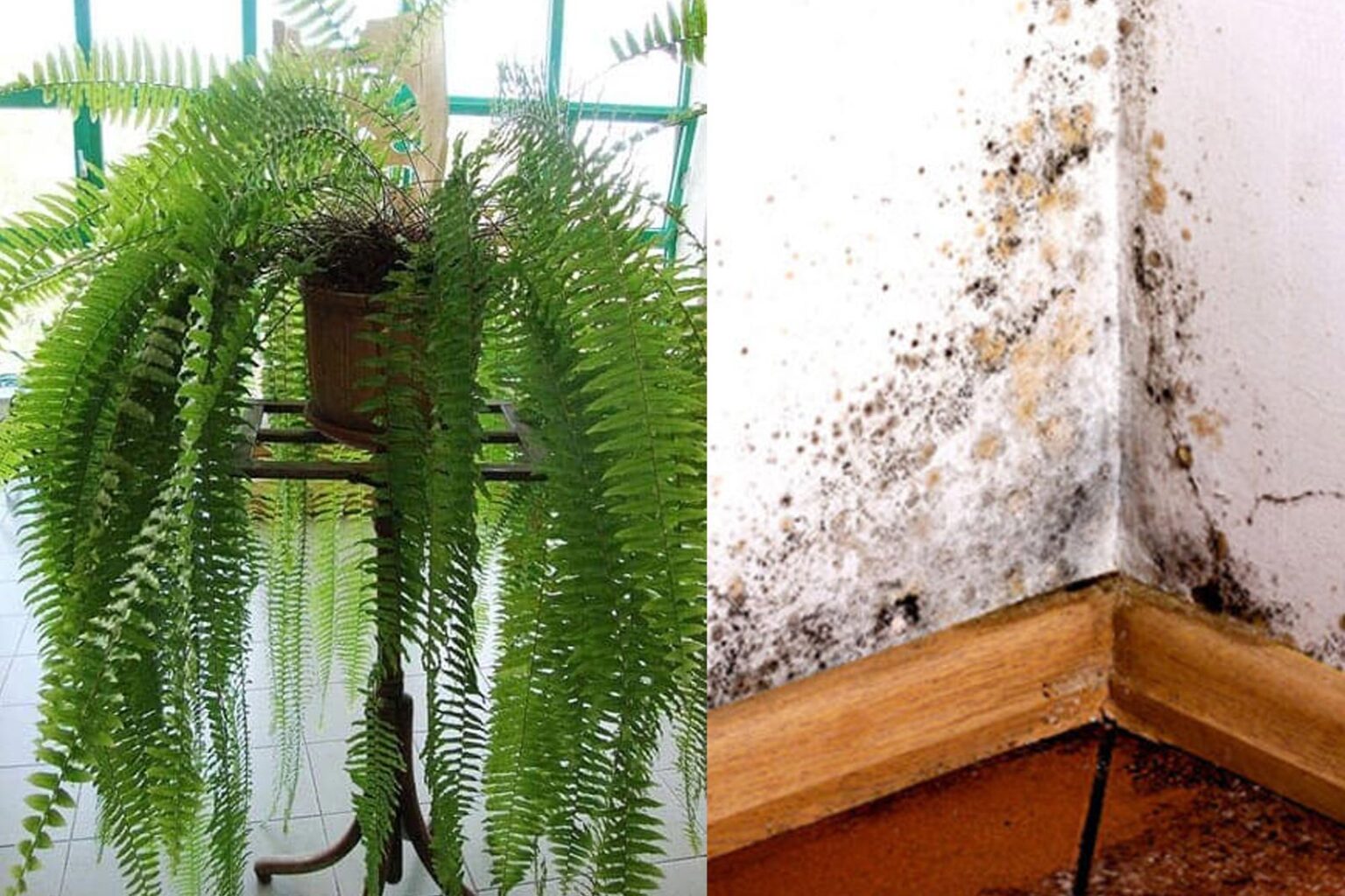 Αυτά είναι τα 5 φυτά εσωτερικού χώρου που απορροφούν την υγρασία καλύτερα και από αφυγραντήρα