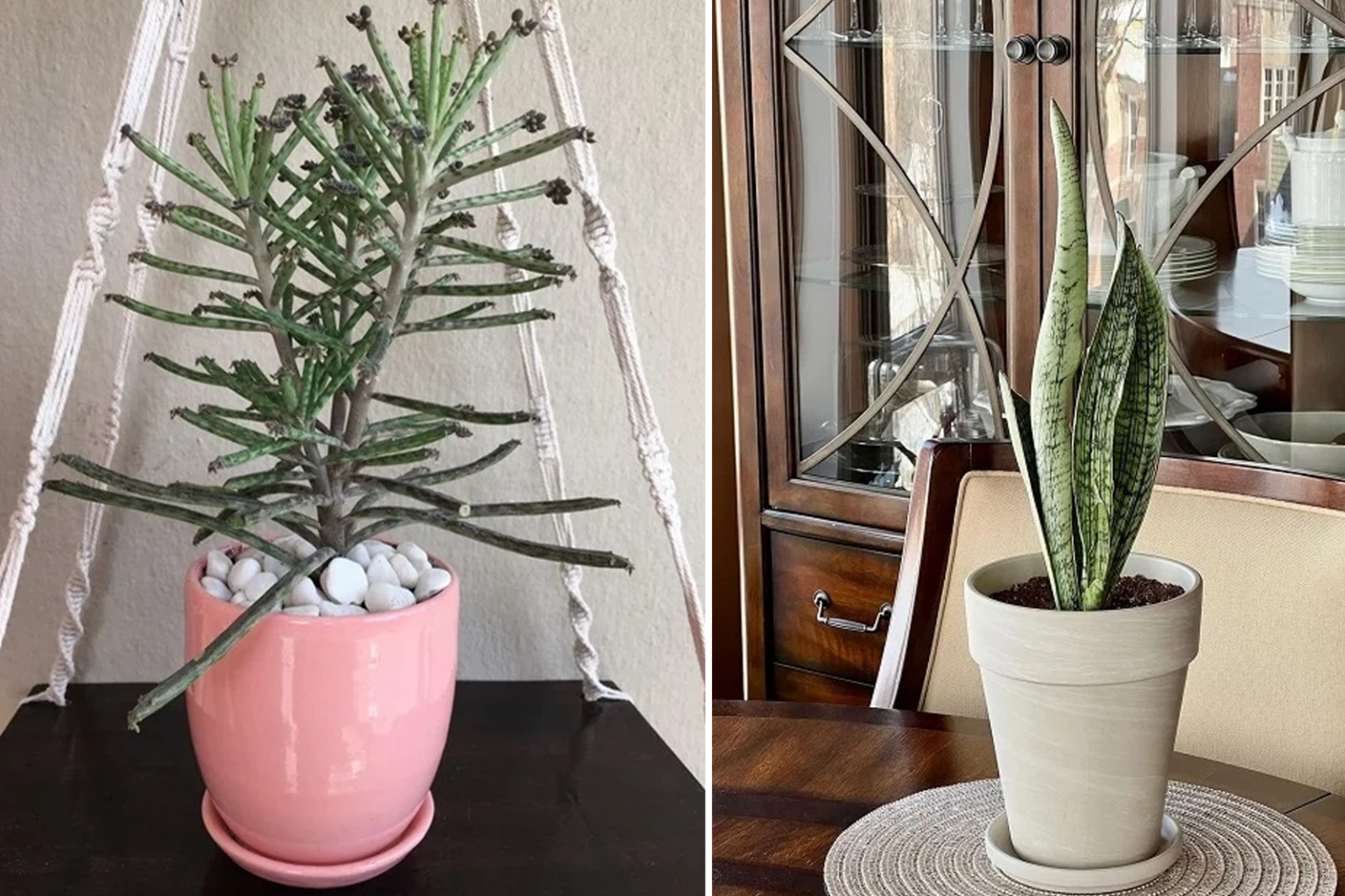 10 Φυτά Εξωτερικού Χώρου Αντοχής: Δεν Πεθαίνουν Ποτέ Ακόμα κι αν Προσπαθήσετε να τα Σκοτώσετε