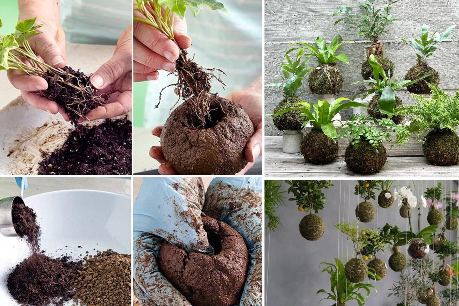 Kokedama: Η Τέχνη της Καλλιέργειας Φυτών Χωρίς Γλάστρες