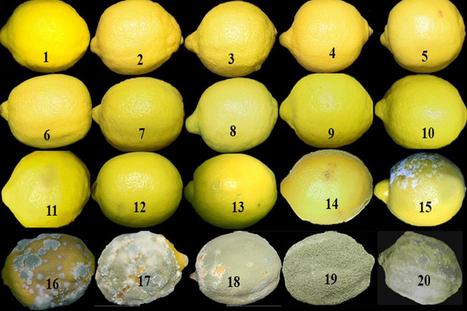 Γιατί χαλάνε και μουχλιάζουν τα λεμόνια μου ενώ τα έχω στο ψυγείο; Ο σωστός τρόπος να τα αποθηκεύσεις