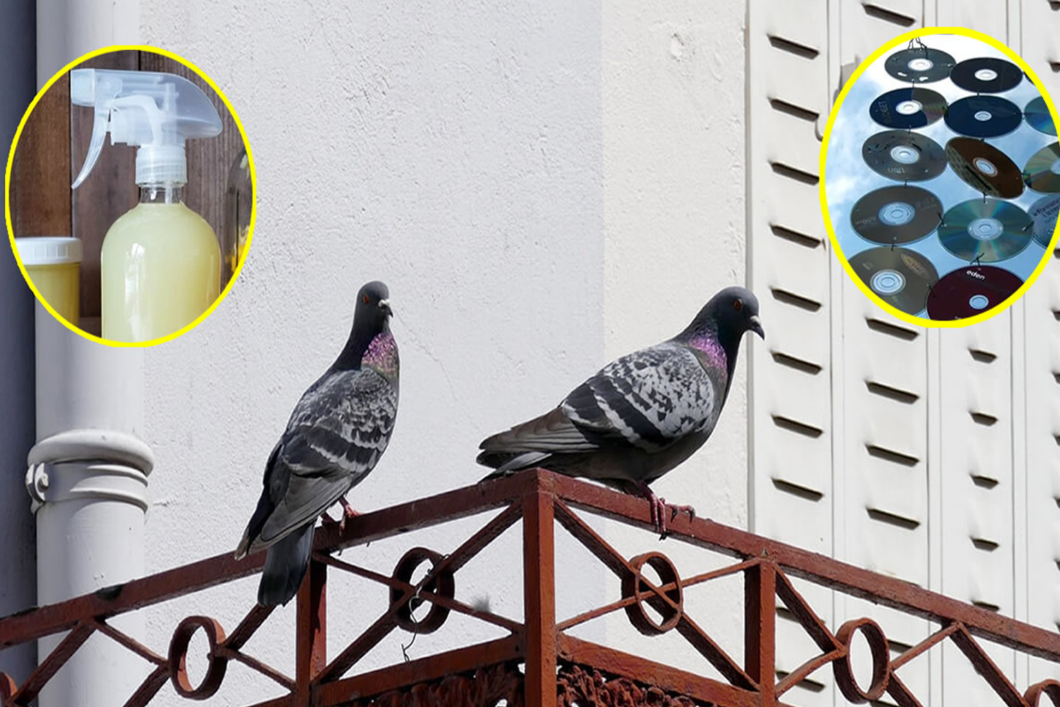 7 Κόλπα για να Κρατήσετε τα Περιστέρια Μακριά από το Μπαλκόνι σας Χωρίς Να Τα Βλάψετε