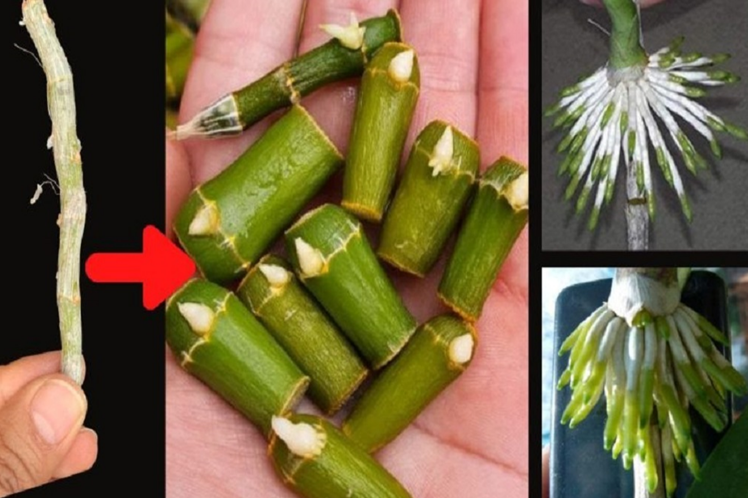 Πολλαπλασιασμός Ορχιδέων από Μαραμένα Κλαδιά Μοσχεύματα- Εξαίσια Ανθοφορία και Ομορφιά