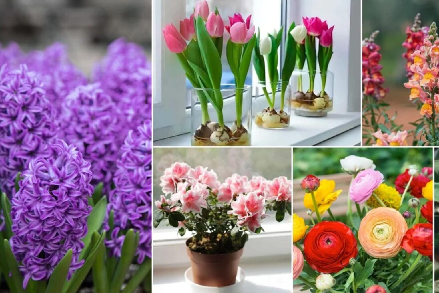 Καλωσορίζουμε την Άνοιξη 2025 με 8 + 1 υπέροχα λουλούδια για να ομορφύνουμε το σπίτι μας