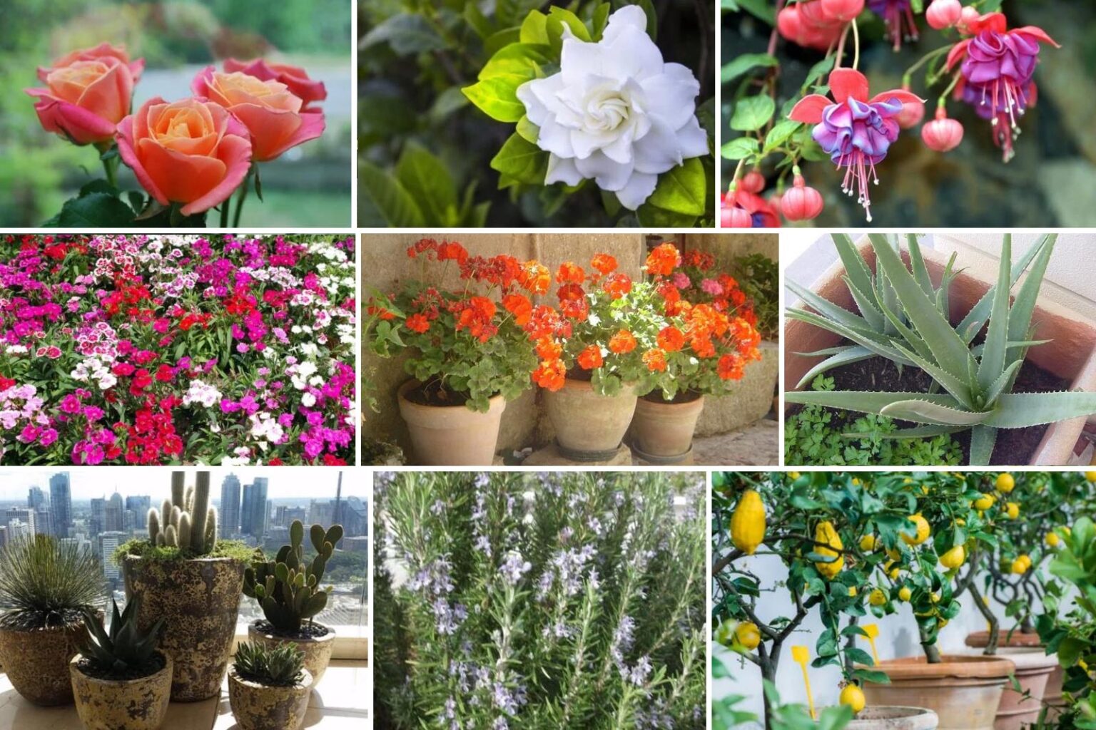 Ανοιξιάτικος Αέρας με 15 Φυτά Κατάλληλα Για Το Μπαλκόνι