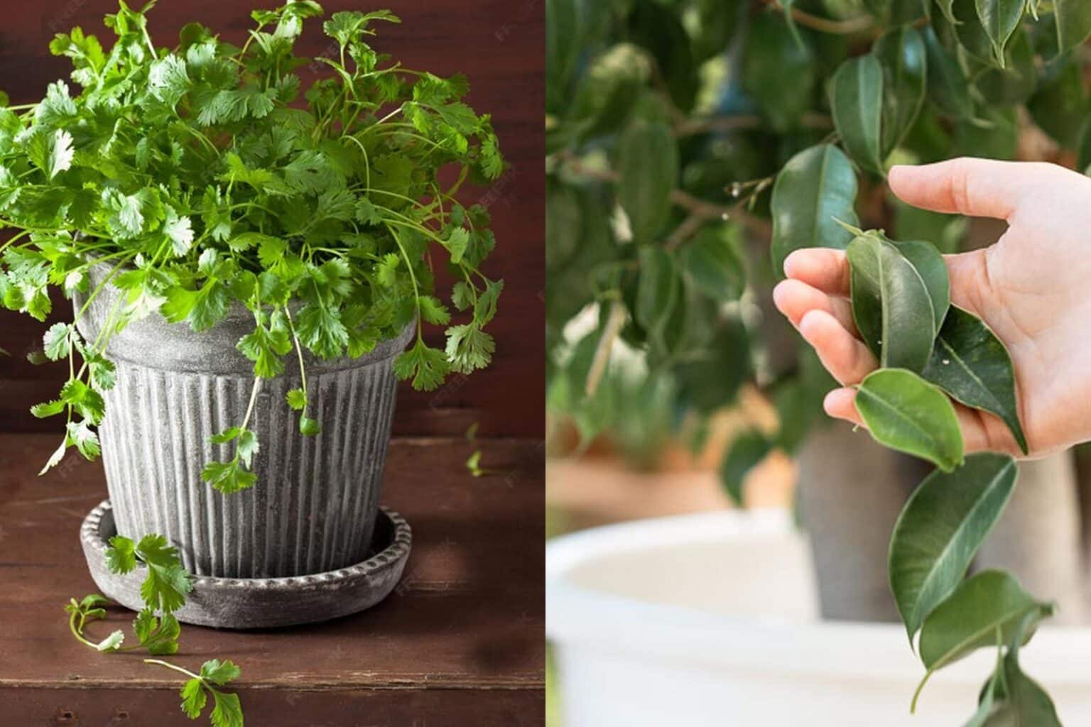 Πέφτουν τα φύλλα από τα φυτά που έχω στο σπίτι: Ποιος είναι ο λόγος και πώς θα το αντιμετωπίσω