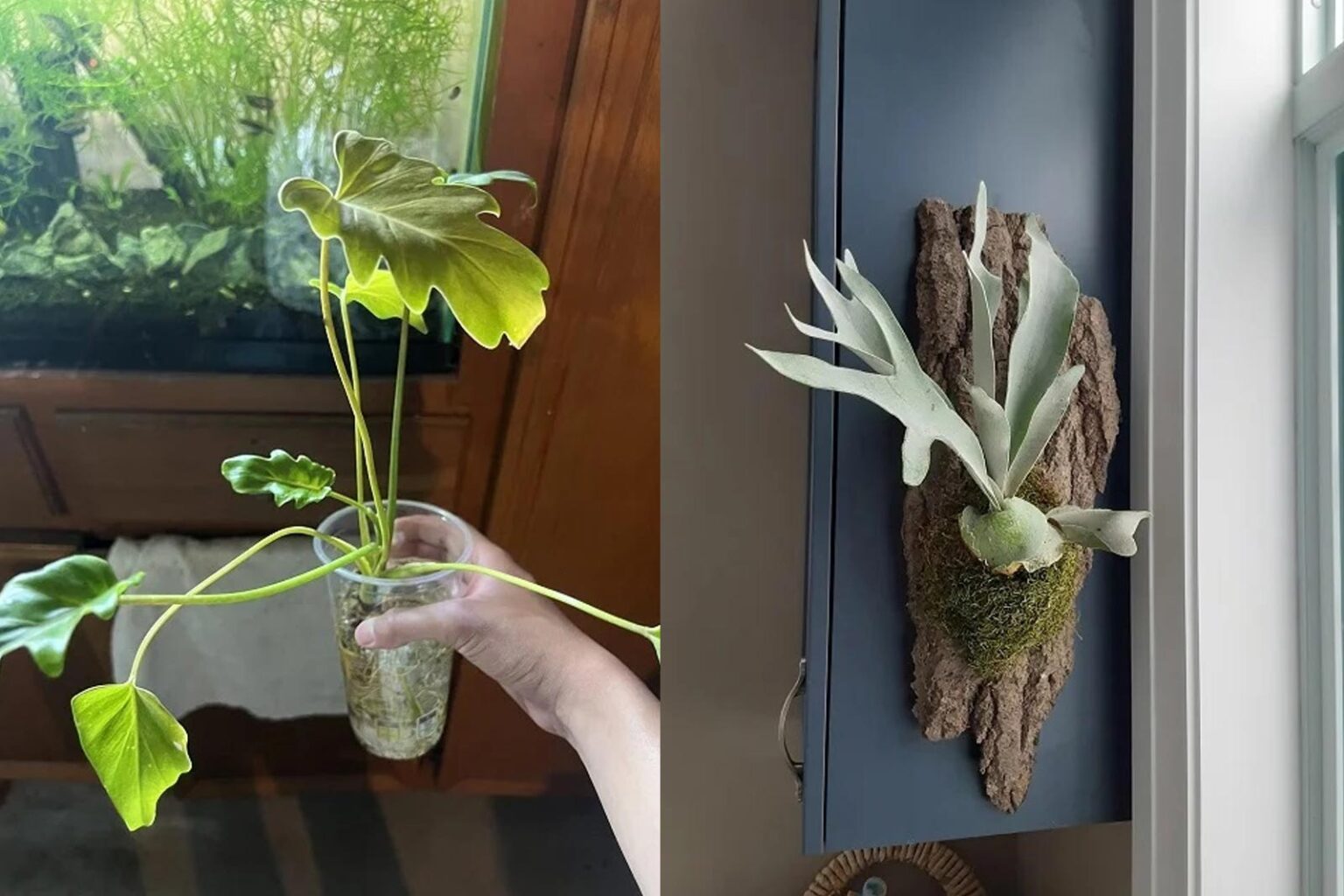 8 Τρόποι για να Καλλιεργήσετε Φυτά Εσωτερικού Χώρου Χωρίς Χώμα