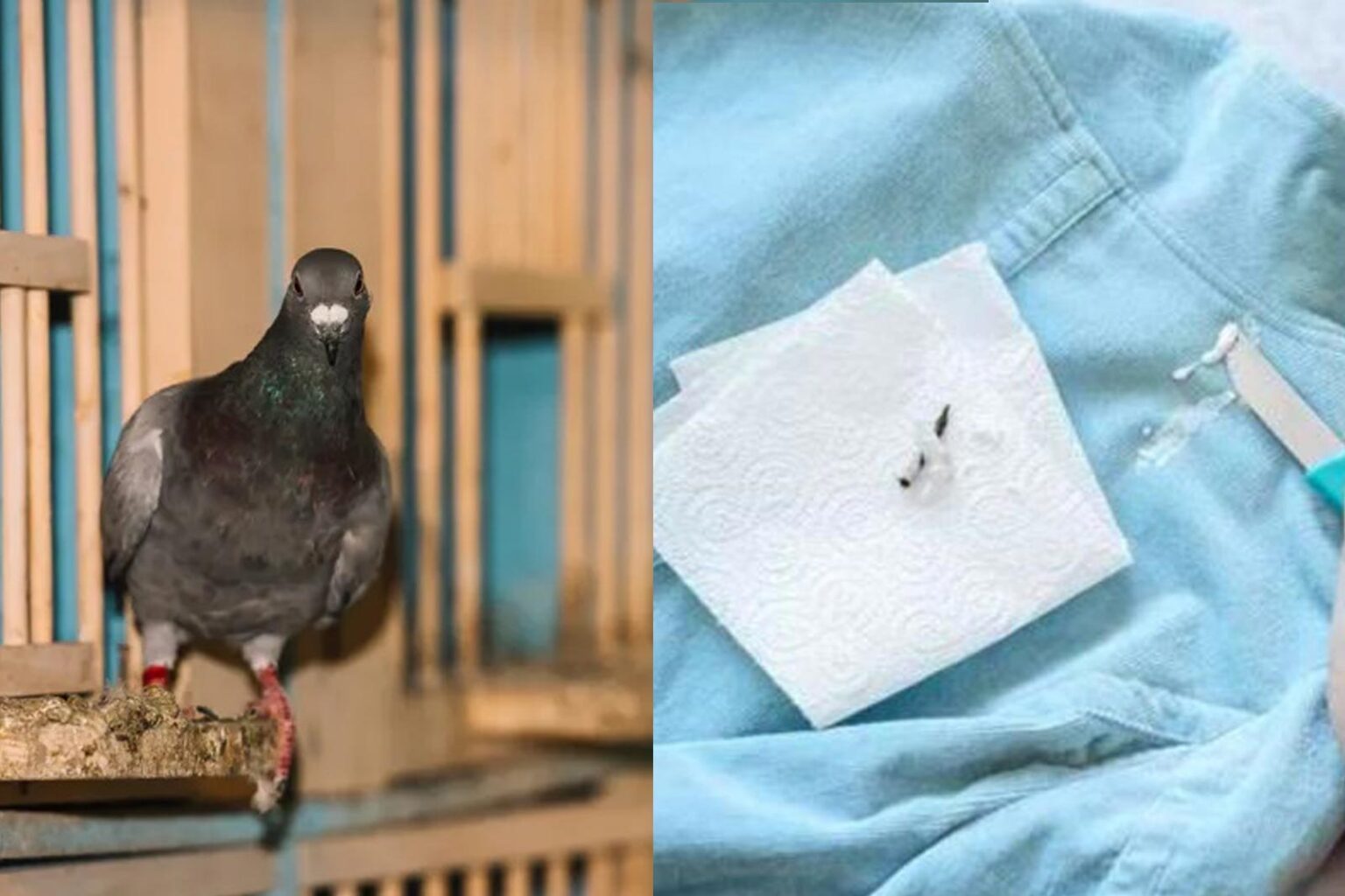 Πως να Καθαρίσω κουτσουλιές και Περιττώματα Πουλιών από τα Ρούχα μου