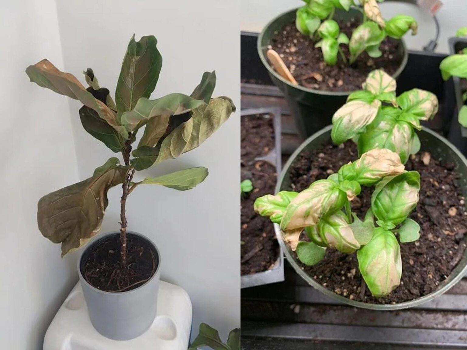 Φυτά που Έχουν Καεί από τον Ήλιο: Πώς να τα Σώσετε