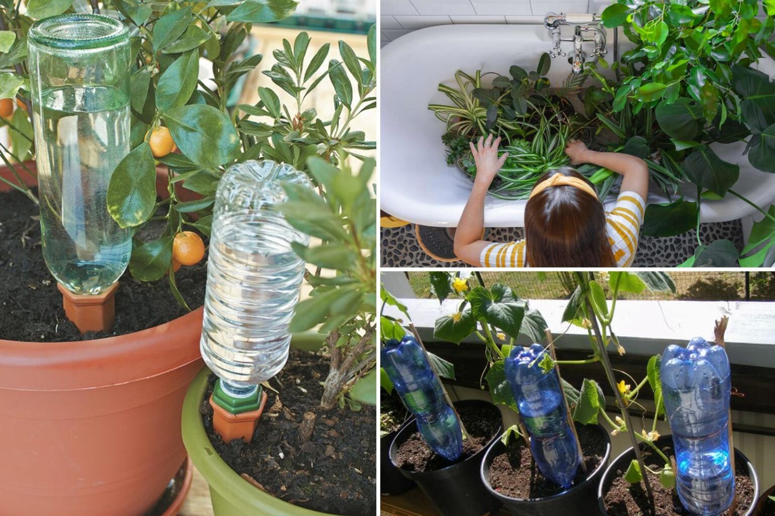 Έρχονται οι Διακοπές του Πάσχα: Μην αφήσεις τα φυτά σου Χωρίς το Μπουκάλι τους - Χρήσιμο Τρικ για να μην ξεραθούν τα φυτά