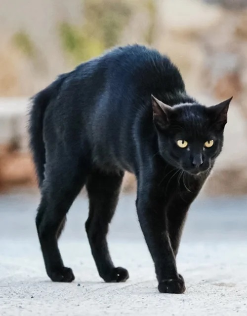 μαύρη γάτα,δεισιδαιμονίες,περίεργα