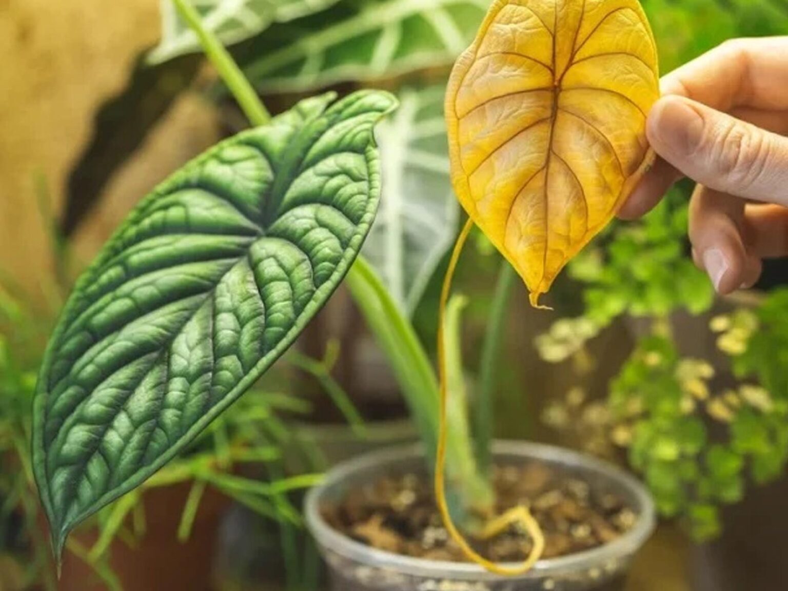 Το Τσάι θα κάνει θαύματα στα φυτά σας που έχουν κίντρινα φύλλα