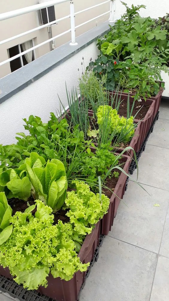 Λαχανικά που μπορείτε να καλλιεργήσετε στο μπαλκόνι: Μαρούλι