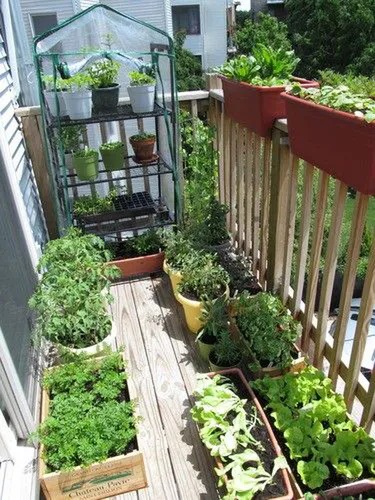 Λαχανικά που μπορείτε να καλλιεργήσετε στο μπαλκόνι: Ντομάτες
