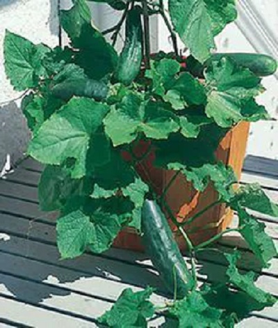 Λαχανικά που μπορείτε να καλλιεργήσετε στο μπαλκόνι: Αγγούρια