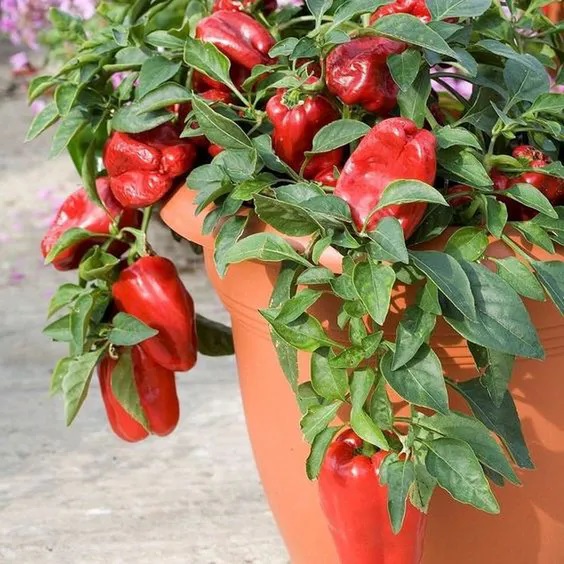 Λαχανικά που μπορείτε να καλλιεργήσετε στο μπαλκόνι: Πιπεριές