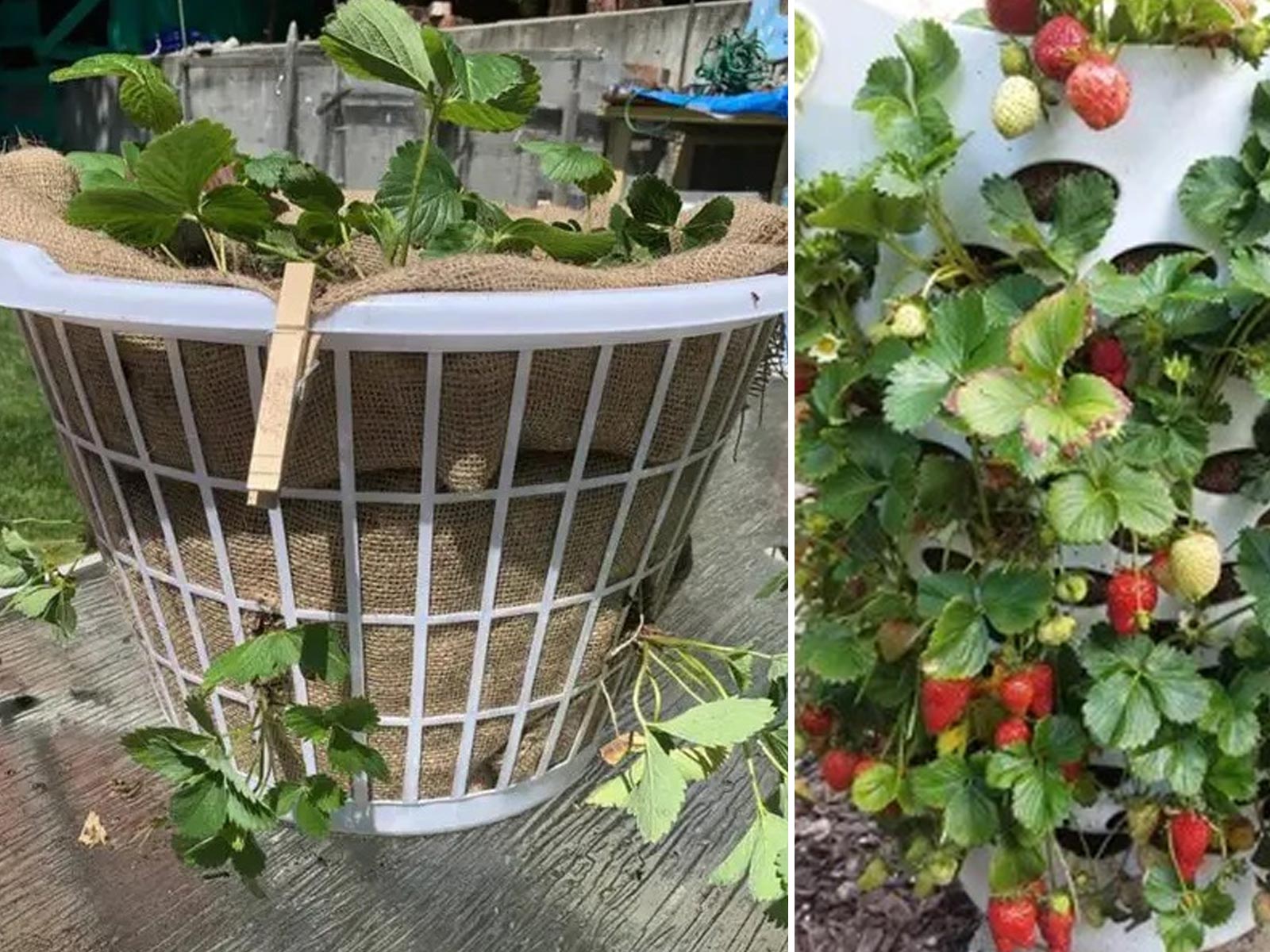 Καλλιέργεια Φράουλας στο μπαλκόνι: Ένα πλαστικό καλάθι πλυντηρίου Αρκεί