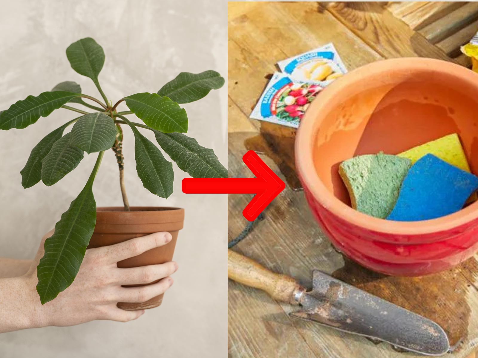 Με ένα σφουγγάρι θα αποτρέψετε το σάπισμα στις ρίζες των φυτών σας