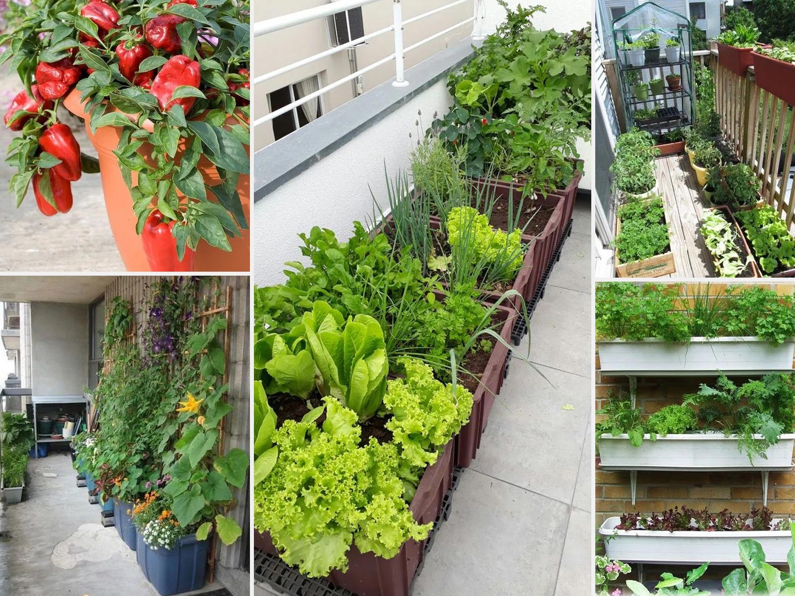 8 Λαχανικά που μπορείτε να καλλιεργήσετε στο μπαλκόνι σας σε γλάστρες και ζαρντινιέρες