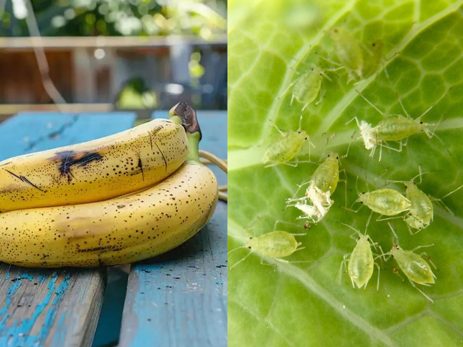 Μπανάνα: Η Φυσική Αντιμετώπιση Μελίγκρας στον Κήπο σας