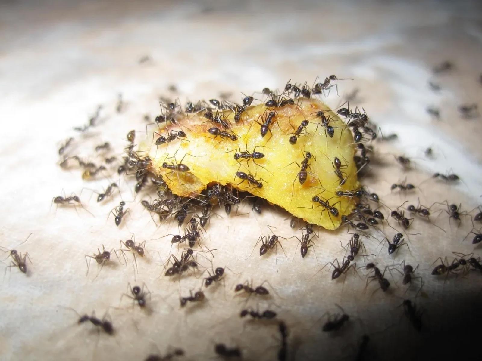 Πώς να απαλλαγείτε από τα μυρμήγκια στο σπίτι με εύκολο τρόπο