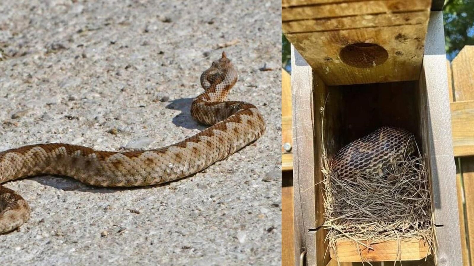 Φίδια στον κήπο: Αυτοί είναι οι 7 εύκολοι Τρόποι για να τα κρατήσετε μακριά
