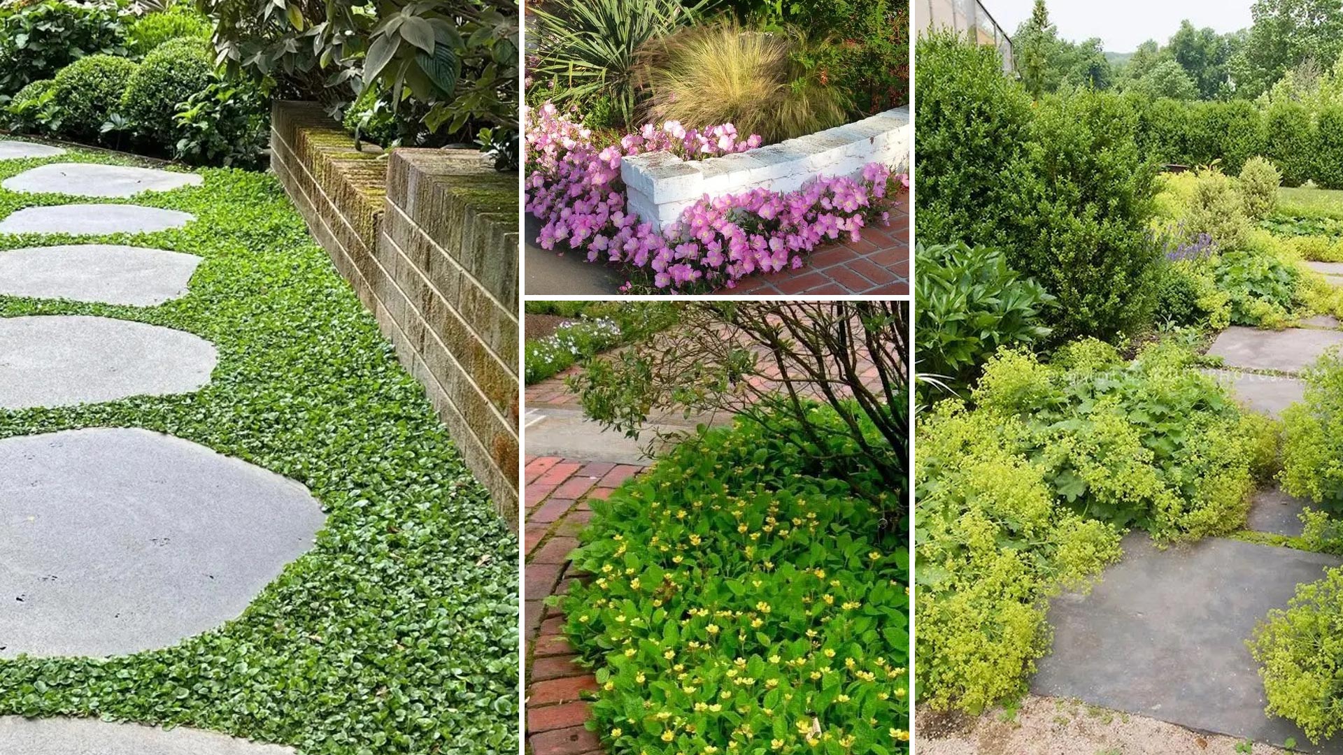 37 Ιδέες για Φυτά Εδαφοκάλυψης στον Κήπο σας
