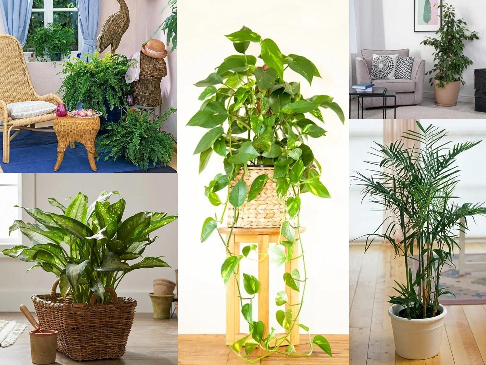 Τα 10 καλύτερα Φυτά Εσωτερικού Χώρου που θα Διατηρήσουν το Σπίτι σας Δροσερό το Καλοκαίρι