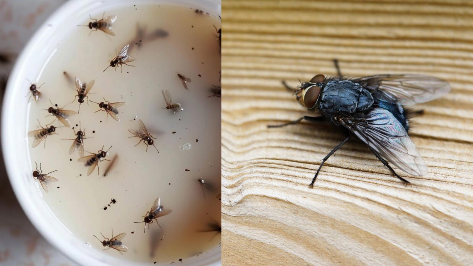 Μύγες κουνούπια και έντομα στην κουζίνα: Φτιάξτε εντομοαπωθητικό μείγμα για να τα εξαφανίσεις