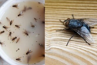 Μύγες κουνούπια και έντομα στην κουζίνα: Φτιάξτε εντομοαπωθητικό μείγμα για να τα εξαφανίσεις
