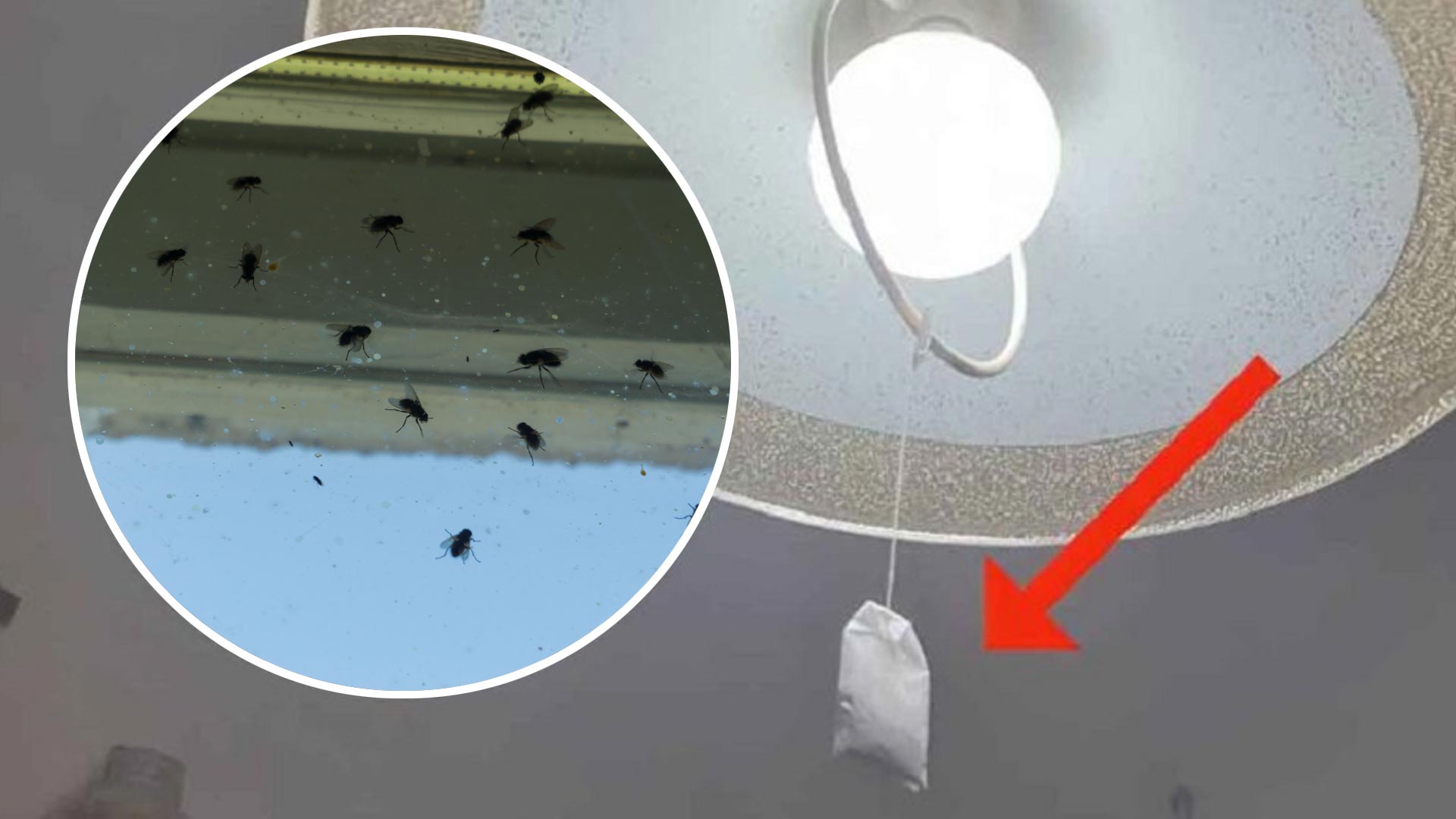 Τέλος στα μυγάκια που πετάνε μέσα στο σπίτι: Ένα φακελάκι τσαί κρεμασμένο στο φως θα κάνει τη δουλειά