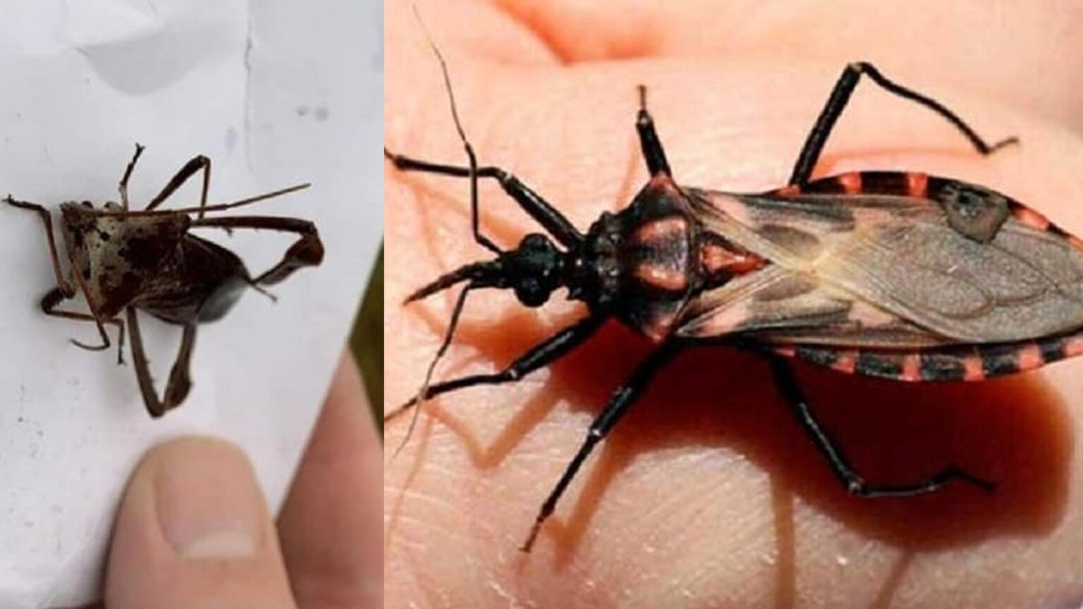 Ρεδούβιος: Πώς να αντιδράσετε αν σας τσιμπήσει αυτό το έντομο