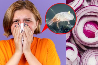 Ακάρεα της Σκόνης, φτέρνισμα, βήχας, αλλεργίες: Εξαφανίστε τα για Πάντα με Κόκκινα Κρεμμύδια