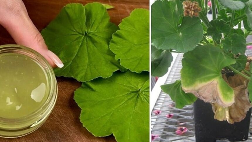 Γεράνι και Αλόη Βέρα: Το Μυστικό για Λαμπερό, Νεανικό Δέρμα με σπιτική κρέμα