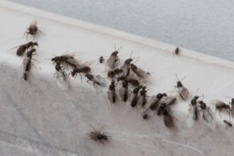 Φτερωτά Μυρμήγκια στο Σπίτι:Τι να Κάνετε πώς να Απαλλαγείτε από Αυτά