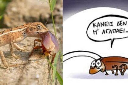 Όχι οι κατσαρίδες δεν είναι το πιο άχρηστο ζωύφιο: Παίζουν σημαντικό ρόλο και τις χρειαζόμαστε